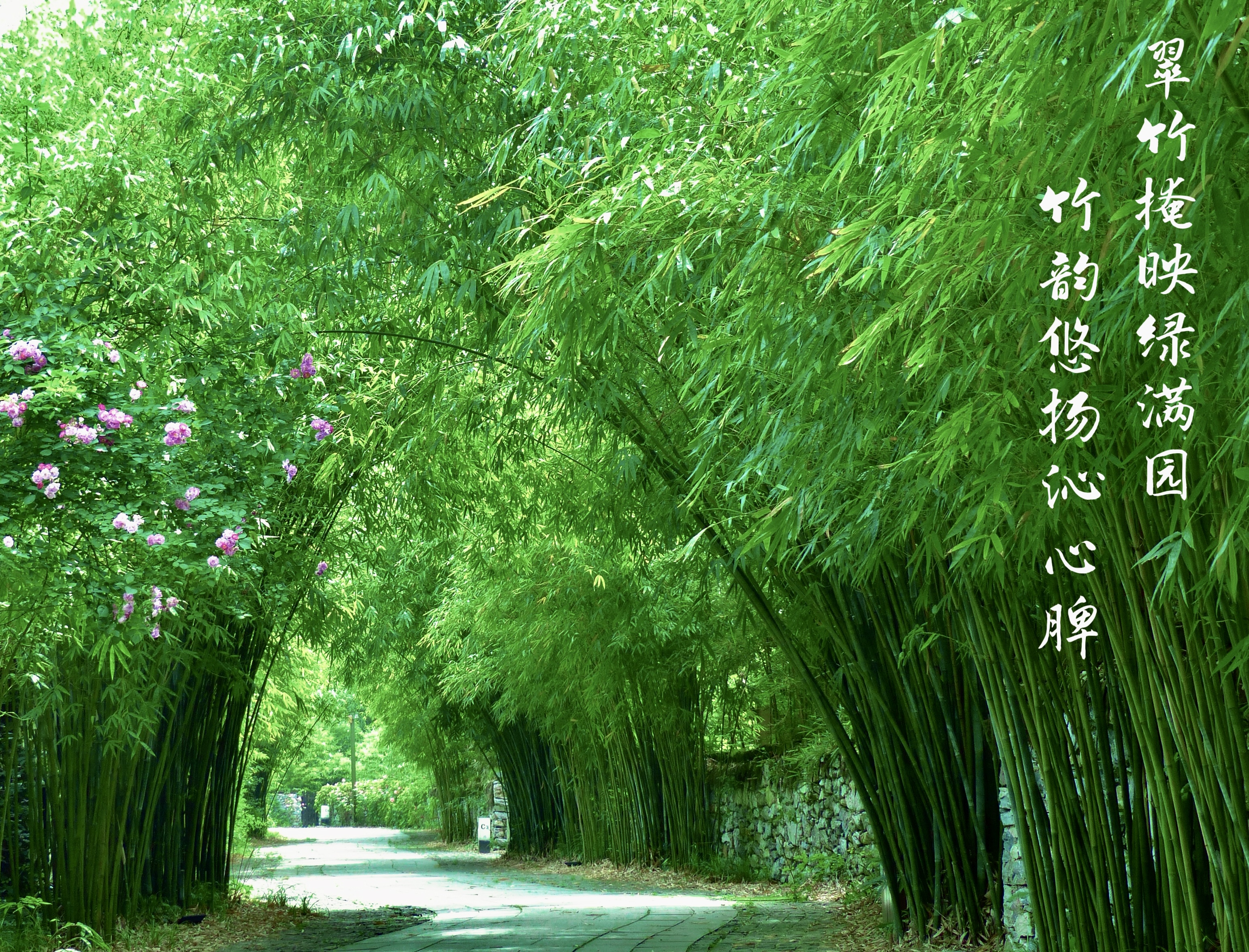 23攝影《觀青竹 知清廉》 (2).jpg 23攝影《觀青竹 知清廉》 (2).jpg