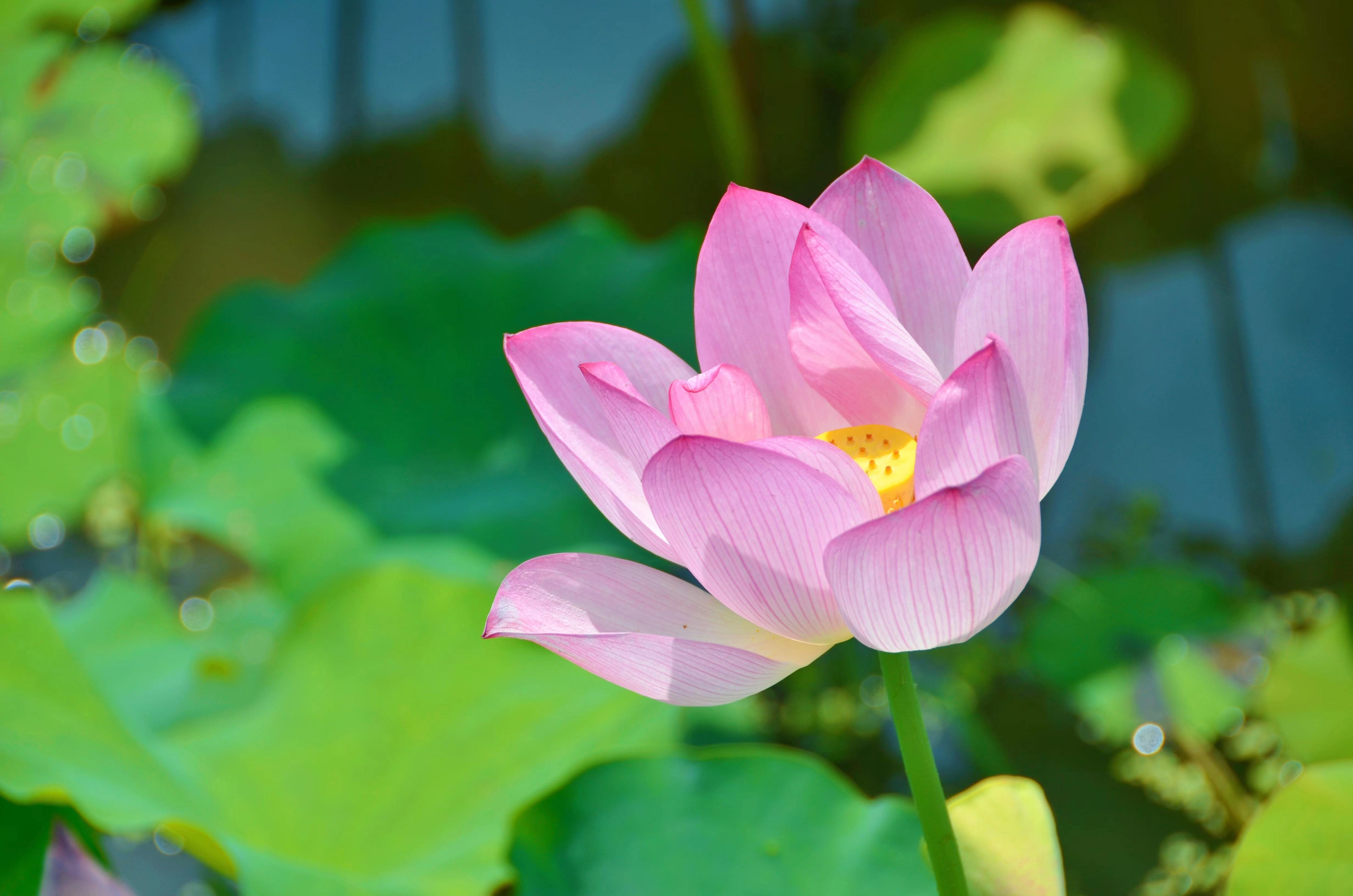 21攝影《蓮》.png 21攝影《蓮》.png